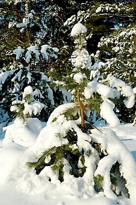 포토 JPG 해외이미지 나무 계절 여행 크리스마스 겨울 자연 날씨 풍경 사람없음 야외 목재 초록색 파란색 맑음 냉동 얼음 하이킹 추위 흰색 나뭇가지 소나무 황무지 숲 시원함 북극 서리 장면 상록수 전나무 산악지대 폭설 눈내림 가문비나무 해외포토 자연요소 식물 기념일 컬러 재료 레저 산 눈_날씨 자연재해 극지방 생태계 파일형식 이미지허브