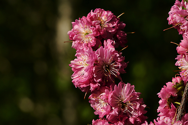 포토 JPG 해외이미지 나무 꽃 자연 사람없음 새싹 봄 벚꽃 개화 체리 관목 해외포토 식물 계절 과일 생태계 파일형식 이미지허브