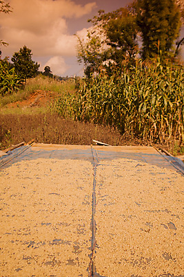 포토 JPG 해외이미지 농업 태국 자연 사람없음 야외 커피농장 해외포토 산업 아시아 농장 생태계 파일형식 이미지허브