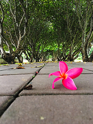 포토 JPG 해외이미지 나무 디자인 계절 공원 꽃 아시아 도로 여행 백그라운드 잎 태국 자연 풍경 사람없음 야외 목재 초록색 여름 빛 귀여움 환경 정원 봄 산책 나뭇가지 터널 숲 오솔길 비밀 즐거움 박물관 자연백그라운드 내추럴 방법 옛날 완벽 전국 환상 해외포토 식물 공공시설 감정 나라 길 컬러 컨셉 재료 교통시설 휴식 생태계 파일형식 이미지허브