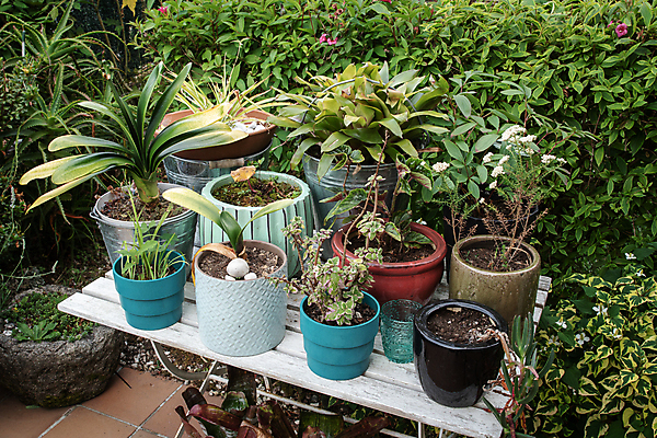 포토 JPG 해외이미지 식물 꽃 화분 화초 백그라운드 컨셉 잎 꽃무늬 자연 탁자 주택 종류 취미 사람없음 야외 장식 초록색 농장 환경 정원 꽃병 흙 봄 성장 시골 업무 도자기 그룹 냄비 꽃집 원예 돌봄 밭일 심기 세련 해외포토 계절 컬러 가구 무늬 농업 모션 건물 상점 작업 솥 생태계 파일형식 이미지허브