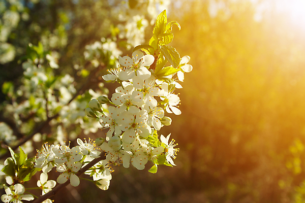 포토 JPG 해외이미지 나무 식물 계절 꽃잎 꽃 백그라운드 잎 꽃무늬 자연 하늘 사람없음 야외 초록색 여름 파란색 햇빛 정원 맑음 봄 성장 벚꽃 흰색 나뭇가지 신선 개화 체리 닫기 4월 5월 자두 내추럴 해외포토 컬러 무늬 과일 모션 날씨 태양 날짜 생태계 파일형식 이미지허브