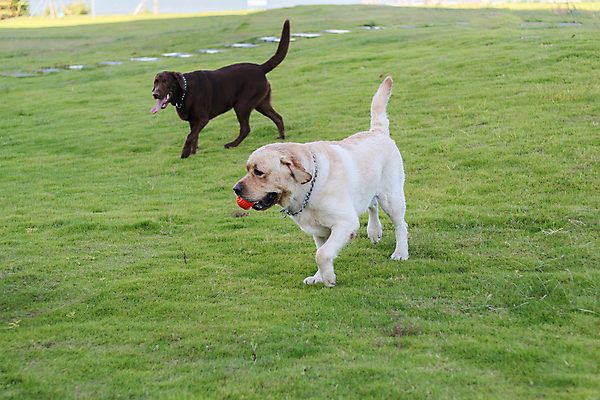 포토 JPG 해외이미지 동물 포유류 자연 사람없음 야외 초록색 반려동물 갈색 봄 개 리트리버 강아지 닥스훈트 래브라도리트리버 송곳니 기르기 해외포토 계절 컬러 치아 생태계 돌봄 파일형식 이미지허브