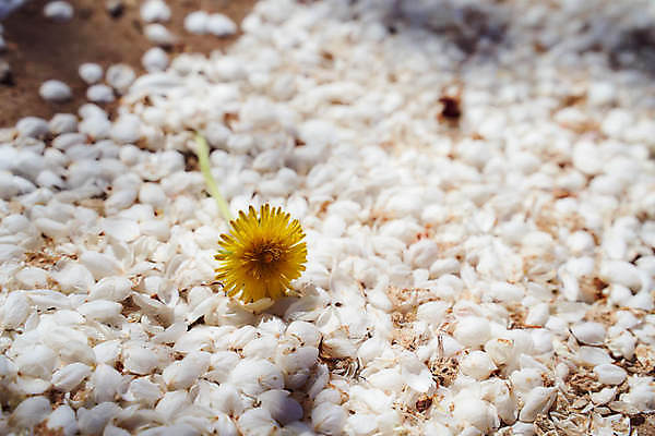 포토 JPG 해외이미지 꽃 잎 꽃무늬 밭 자연 사람없음 야외 초록색 햇빛 태양 노란색 맑음 허브 장면 해외포토 자연요소 식물 컬러 무늬 농업 날씨 생태계 파일형식 이미지허브
