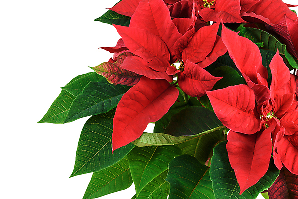 포토 JPG 해외이미지 크리스마스 겨울 사람없음 포인세티아 해외포토 계절 기념일 꽃 파일형식 이미지허브