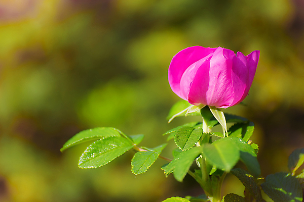 포토 JPG 해외이미지 식물 꽃잎 꽃 분홍색 잎 꽃무늬 자연 사람없음 장미 봄 나뭇가지 해외포토 나무 계절 컬러 무늬 생태계 파일형식 이미지허브