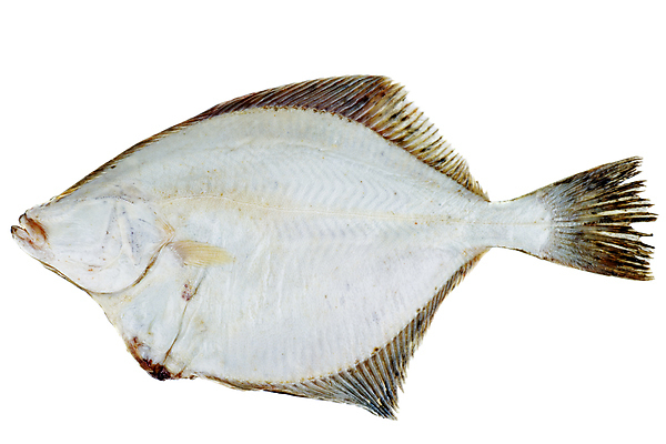 포토 JPG 해외이미지 동물 1 음식 바다 어류 사람없음 갈색 흰색 신선 플랫 닫기 해산물 싱글 날것 고립 생식 해외포토 컬러 모션 수중동물 파일형식 이미지허브