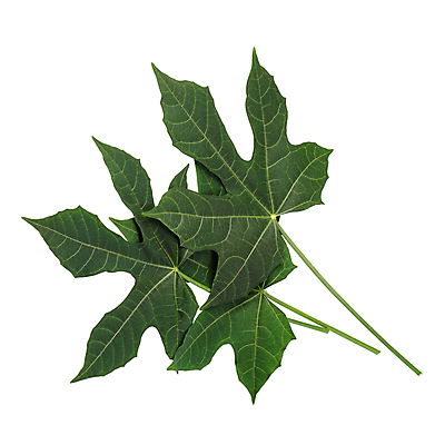 포토 JPG 해외이미지 식물 음식 백그라운드 잎 채소 멕시코 건강 사람없음 초록색 약 정원 샐러드 성장 신선 떨어짐 상추 먹기 허브 유기농 시금치 식용 해외포토 웰빙 컬러 컨셉 북아메리카 의학 모션 파일형식 이미지허브