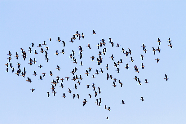 포토 JPG 해외이미지 계절 백그라운드 날개 가이드 자연 조류 하늘 바람 날씨 사람없음 파란색 방향 해외포토 자연요소 동물 직업 컬러 생태계 파일형식 이미지허브