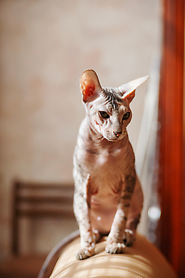 포토 JPG 해외이미지 한마리 응시 실내 앉기 사람없음 아웃포커스 반려동물 귀여움 고양이 스핑크스고양이 반려묘 해외포토 동물 1 시선 컨셉 포유류 모션 촬영기법 내부 파일형식 이미지허브