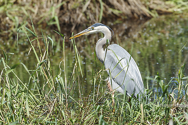 포토 JPG 해외이미지 동물 응시 호수 야생동물 날개 자연 조류 서기 사람없음 야외 물 파란색 컬러풀 환경 미국 회색 연못 습지 큼 왜가리 깃털 부리 목 계산서 내추럴 동물상 해외포토 자연요소 시선 컬러 북아메리카 모션 신체부위 조형물 크기 생태계 파일형식 이미지허브
