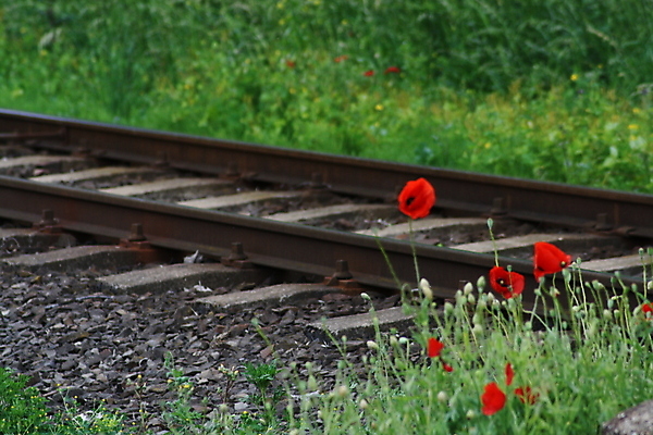 포토 JPG 해외이미지 식물 커플 공원 꽃 행복 얼굴 백그라운드 밭 오렌지 비즈니스 공 가족 자동차 놀이 탁자 불 거리 서기 사람 앉기 사람없음 야외 초록색 사무실 알약 정원 방 기차 업무 그룹 닫기 개 승차 작음 큼 사인 고립 선로 해외포토 자연요소 공공시설 감정 육상교통 컬러 가구 농업 과일 포유류 관계 모션 대중교통 신체부위 약 작업 크기 파일형식 이미지허브