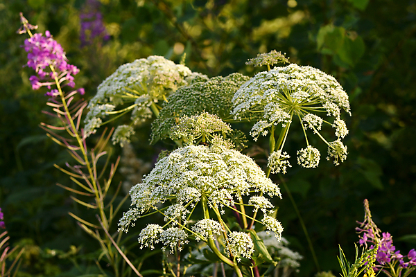 포토 JPG 해외이미지 식물 꽃잎 꽃 줄기 잎 자연 사람없음 종 칼라꽃 캐모마일 그리너리 해외포토 허브 생태계 파일형식 트랜드컬러 이미지허브