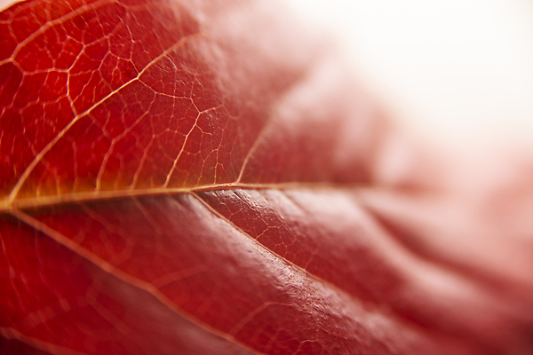 포토 JPG 해외이미지 디자인 계절 단풍 잎 패턴 오렌지 호박 프레임 사람없음 장식 빨간색 컬러풀 노란색 할로윈 수확 가을 흰색 시골 인사 신용카드 변화 황금 떨어짐 9월 11월 질감 레이아웃 심플 머리위 색동 시들음 정맥 10월 고립 구성 옛날 정물화 파스텔톤 노화 카피스페이스 미니멀리스트 해외포토 식물 컬러 컨셉 무늬 농업 채소 과일 금융 공백 예절 날짜 그림 혈관 파일형식 이미지허브