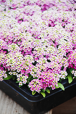 포토 JPG 해외이미지 식물 꽃잎 꽃 백그라운드 잎 꽃무늬 자연 종류 사람없음 초록색 정원 보라색 봄 성장 덮개 벚꽃 흰색 신선 개화 달콤 원예 내추럴 땅바닥 셀프 해외포토 계절 컬러 무늬 바닥 취미 뚜껑 맛 생태계 파일형식 이미지허브