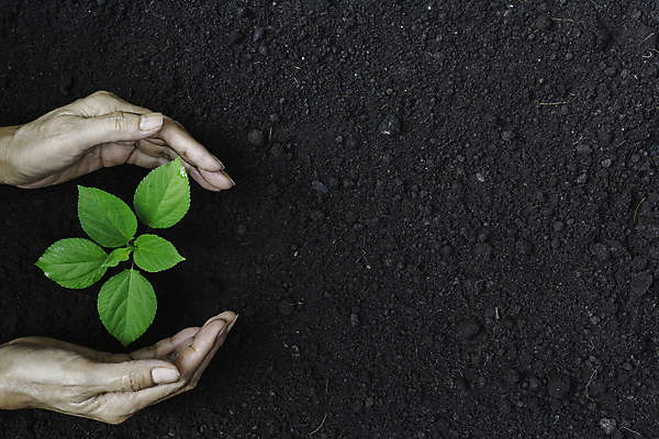 포토 JPG 해외이미지 주간 손 야외 신체부위 새싹 흙 해외포토 자연요소 식물 사람 파일형식 이미지허브