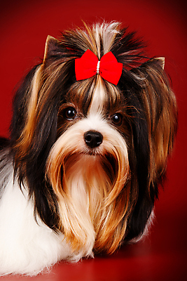 포토 JPG 해외이미지 나무 동물 1 행복 새끼 백그라운드 크리스마스 공 휴가 새로움 털 사람없음 장식 빨간색 반려동물 산타클로스 귀여움 검은색 거울 흰색 개 달콤 강아지 작음 샴페인 요크셔테리어 테리어 연도 활 솜털 송곳니 기르기 비버 삼색 해외포토 식물 기념일 감정 컬러 컨셉 포유류 주류 맛 치아 크기 돌봄 파일형식 이미지허브