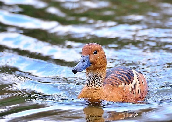 포토 JPG 해외이미지 물결 야생동물 백그라운드 자연 조류 오리 사람없음 야외 빨간색 물 햇빛 수영 젖음 닫기 깃털 부리 물새 청둥오리 해외포토 자연요소 동물 컬러 모션 태양 수상스포츠 생태계 파일형식 이미지허브
