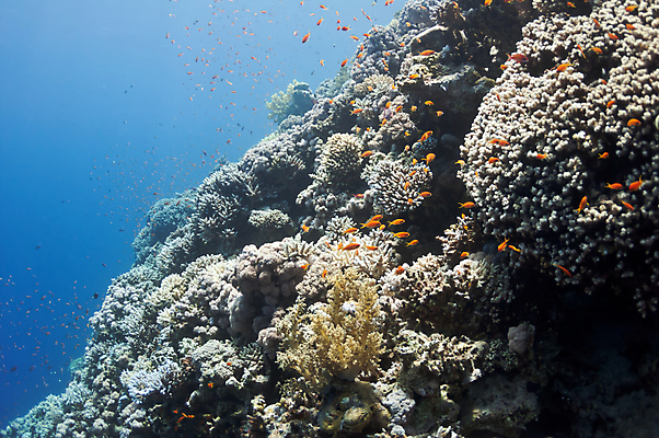 포토 JPG 해외이미지 야생동물 바다 섬 학교 자연 이집트 어류 풍경 사람없음 빨간색 물 파란색 빛 컬러풀 햇빛 정원 수중 활발 광선 바위 그룹 황무지 가장자리 산호 생태계 질감 암초 홍해 멀티 식민지 해외포토 자연요소 동물 교육 컬러 컨셉 아프리카 태양 수중동물 돌_바위 둘레 자포동물 파일형식 이미지허브
