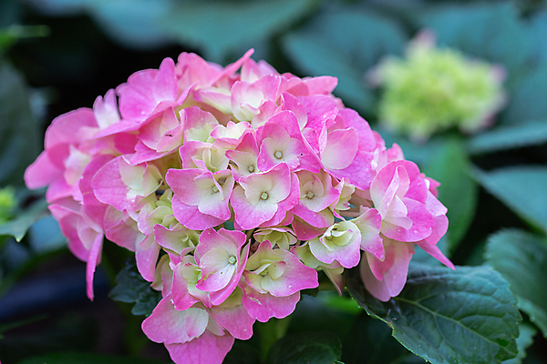 포토 JPG 해외이미지 나무 식물 계절 공원 꽃잎 꽃 분홍색 여행 백그라운드 잎 겨울 꽃무늬 태국 자연 하늘 산 풍경 사람없음 야외 목재 초록색 여름 파란색 컬러풀 일출 정원 봄 벚꽃 나뭇가지 신선 개화 체리 숲 내추럴 해외포토 공공시설 아시아 컬러 무늬 과일 재료 노을 생태계 파일형식 이미지허브