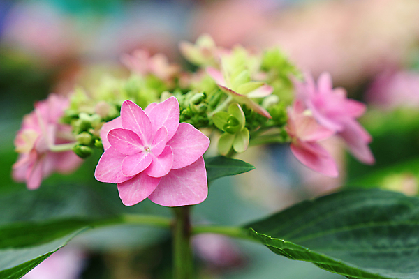 포토 JPG 해외이미지 식물 계절 꽃 화초 분홍색 자연 사람없음 장식 머리 신선 개화 닫기 수국 해외포토 컬러 모션 신체부위 생태계 파일형식 이미지허브