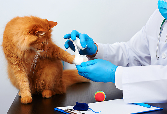 포토 JPG 해외이미지 한마리 남자 장갑 유니폼 청진기 안기 탁자 실내 건강 마스크 한명 상반신 성인 옆모습 치료 반려동물 장난감 고양이 진료 잡기 붕대 동물병원 수의사 돌봄 붕대감기 차트보드 성인남자한명만 해외포토 동물 1 잡화 옷 뷰포인트 가구 포유류 의학 의료기기 모션 병원 사람 내부 의사 감싸기 남자한명만 성인남자만 파일형식 이미지허브