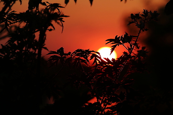 포토 JPG 해외이미지 나무 공원 호수 자연 사람없음 야외 빨간색 강 태양 검은색 일몰 저녁 해외포토 자연요소 식물 공공시설 컬러 노을 야간 생태계 파일형식 이미지허브