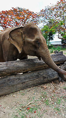 포토 JPG 해외이미지 동물 공원 아시아 야생동물 여행 포유류 태국 자연 코끼리 동물원 동양인 성인 사람없음 야외 환경 시골 아기 그룹 구출 보호 군중 울음 큼 사파리 대나무 눈물 호기심 귀 부드러움 멸종 내추럴 돌봄 보호구역 수유 해외포토 나무 공공시설 감정 나라 컨셉 모션 표정 사람 인종 신체부위 도움 감각 크기 생태계 구역 파일형식 이미지허브