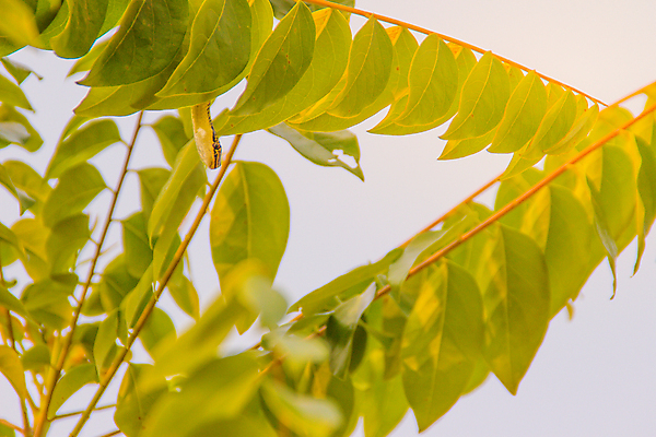 포토 JPG 해외이미지 나무 동물 아시아 야생동물 포즈 잎 신체 자국 파충류 포옹 태국 자연 바람 저울 동양인 사람없음 초록색 머리 나뭇가지 거친 뱀 황금 위험 작음 공격 무서움 피부 위치 사냥꾼 기어가기 숨기 해외포토 자연요소 식물 직업 감정 나라 컬러 컨셉 안기 모션 날씨 인종 신체부위 크기 생태계 파일형식 이미지허브
