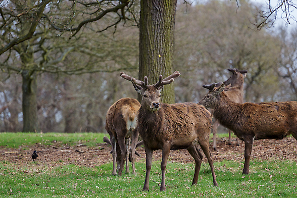 포토 JPG 해외이미지 나무 동물 계절 공원 남자 야생동물 밭 포유류 사슴 영국 잉글랜드 털 뿔 서기 사람없음 야외 목재 갈색 달러 봄 시골 관찰 보호 군중 숲 경보 반추동물 해외포토 식물 공공시설 유럽 컬러 컨셉 돈 농업 재료 모션 사람 파일형식 이미지허브