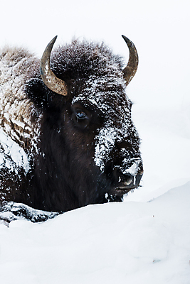 포토 JPG 해외이미지 동물 공원 야생동물 북아메리카 겨울 포유류 자연 국립공원 사람없음 미국 황무지 들소 북쪽 서쪽 와이오밍 폭설 눈내림 로키산맥 해외포토 계절 공공시설 산 눈_날씨 아메리카 소 자연재해 방향 생태계 파일형식 이미지허브