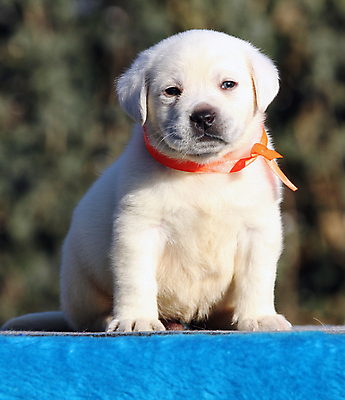 포토 JPG 해외이미지 응시 행복 어린이 놀이 탁자 사람없음 파란색 반려동물 노란색 귀여움 기쁨 개 리트리버 달콤 강아지 래브라도리트리버 위치 창백 기르기 유래 해외포토 동물 시선 감정 컬러 가구 컨셉 포유류 사람 맛 돌봄 파일형식 이미지허브