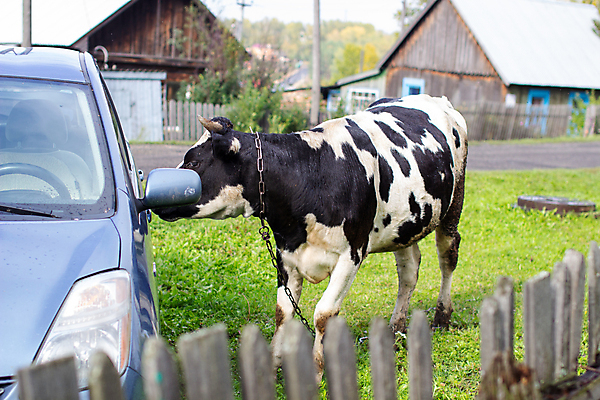 포토 JPG 해외이미지 동물 응시 여자 음식 밭 농업 포유류 자동차 자연 뿔 건강 육류 사람없음 초록색 여름 햇빛 농장 농경지 머리 검은색 가축 우유 시골 점 소 닫기 방목 먹기 호기심 꼬리 젖 송아지 기르기 밭일 해외포토 시선 계절 감정 산업 새끼 육상교통 컬러 컨셉 식재료 모션 유제품 사람 신체부위 태양 축산업 생태계 돌봄 파일형식 이미지허브