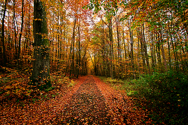 포토 JPG 해외이미지 나무 식물 계절 공원 길 잎 오렌지 자국 자연 풍경 사람없음 야외 목재 빨간색 빛 컬러풀 햇빛 태양 노란색 맑음 침묵 일몰 활발 가을 나뭇가지 시골 황금 숲 10월 내추럴 해외포토 자연요소 공공시설 컬러 컨셉 과일 재료 날씨 노을 소리 날짜 생태계 파일형식 이미지허브