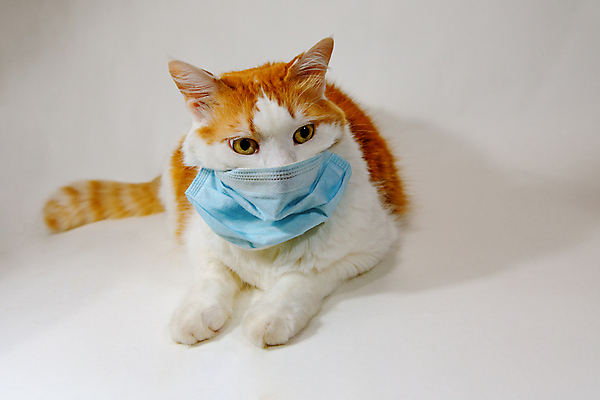 포토 JPG 해외이미지 동물 응시 인터넷 통신 포유류 탁자 모바일 주택 털 가면 사람없음 노트북 스마트폰 핸드폰 반려동물 고양이 뉴스 바이러스 선택 보호 스마트 솜털 해외포토 시선 가구 컨셉 건물 전자제품 스마트기기 파일형식 이미지허브