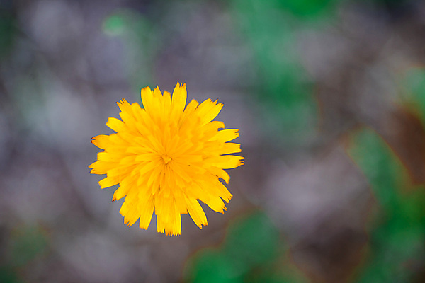 포토 JPG 해외이미지 꽃잎 꽃 사람없음 노란색 보케 카피스페이스 해외포토 식물 컬러 공백 파일형식 이미지허브