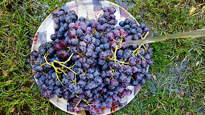 포토 JPG 해외이미지 모양 식물 열매 음식 백그라운드 잎 농업 다이어트 과일 자연 포도 건강 사람없음 초록색 물 와인 정원 주스 젖음 흰색 물방울 신선 액체 닫기 달콤 맛 다발 유기농 포도밭 포도나무 내추럴 숙성 양조장 채식주의자 해외포토 자연요소 웰빙 산업 음료 컬러 컨셉 밭 모션 주류 과일나무 생태계 채식 파일형식 이미지허브