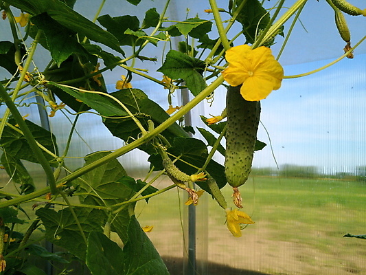 포토 JPG 해외이미지 식물 계절 꽃 산업 음식 잎 꽃무늬 농업 채소 자연 오이 실내 건강 사람없음 야외 초록색 농작물 농장 정원 봄 수확 성장 벚꽃 신선 닫기 작음 먹기 유기농 원예 상업 포도나무 내추럴 모종 밭일 온실 채식주의자 해외포토 웰빙 컬러 무늬 모션 취미 내부 크기 과일나무 생태계 채식 파일형식 이미지허브