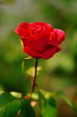 포토 JPG 해외이미지 식물 공원 꽃 분홍색 꽃다발 백그라운드 패턴 자연 사람없음 아웃포커스 장식 빨간색 초록색 태양 장미 정원 보라색 놀람 봄 카펫 덮개 흰색 만족 질감 보케 엽서 부드러움 내추럴 심기 진짜 흥미 해외포토 자연요소 계절 공공시설 감정 컬러 컨셉 무늬 모션 촬영기법 표정 뚜껑 감각 편지 생태계 파일형식 이미지허브