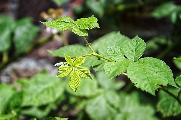 포토 JPG 해외이미지 꽃잎 꽃 잎 자연 사람없음 묘사 화창 해외포토 식물 날씨 생태계 파일형식 이미지허브