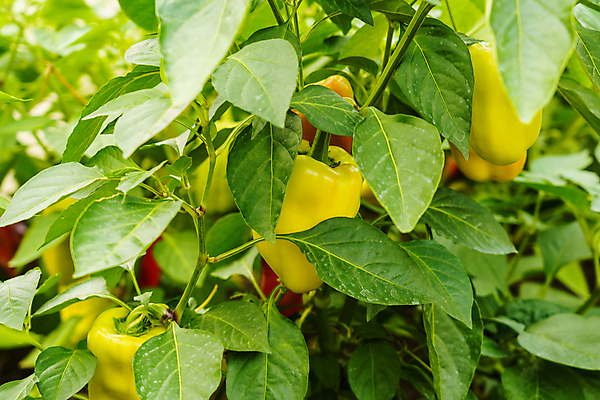 포토 JPG 해외이미지 식물 계절 음식 줄기 잎 농업 채소 과일 부분 자연 고추 파프리카 건강 사람없음 빨간색 초록색 물 여름 농장 노란색 정원 수확 성장 종 나뭇가지 침대 신선 달콤 맛 유기농 원예 날것 후추 섬유 내추럴 숙성 온실 채식주의자 파스텔톤 해외포토 자연요소 나무 웰빙 산업 컬러 가구 컨셉 취미 직물 향신료 생태계 채식 파일형식 이미지허브