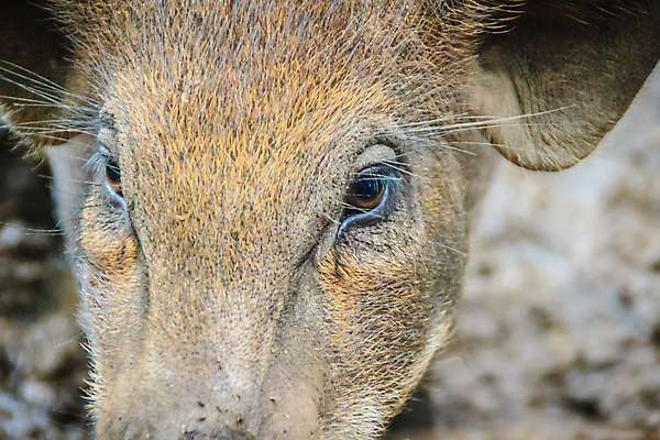 포토 JPG 해외이미지 응시 여자 얼굴 야생동물 밭 포유류 자연 털 사람없음 야외 농장 갈색 머리 회색 돼지 거친 숲 위험 배고픔 사냥 귀 먼지 진흙 갈기 조심 주둥이 서식지 멧돼지 해외포토 동물 시선 컬러 컨셉 농업 사람 신체부위 생태계 파일형식 이미지허브