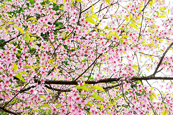 포토 JPG 해외이미지 주간 나무 사람없음 야외 빛 봄 벚꽃 나뭇가지 해외포토 자연요소 식물 계절 꽃 파일형식 이미지허브