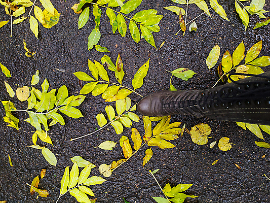 포토 JPG 해외이미지 식물 계절 공원 백그라운드 단풍 잎 패턴 오렌지 자연 추상 프레임 사람없음 야외 빨간색 컬러풀 갈색 노란색 보라색 활발 가을 시간 변화 황금 숲 9월 11월 질감 10월 내추럴 강렬 땅바닥 해외포토 공공시설 컬러 컨셉 무늬 과일 바닥 날짜 생태계 파일형식 이미지허브