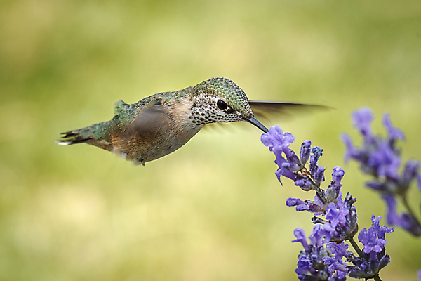 포토 JPG 해외이미지 꽃 야생동물 조류 사람없음 아웃포커스 비행 라벤더 벌새 해외포토 식물 동물 촬영기법 허브 파일형식 이미지허브