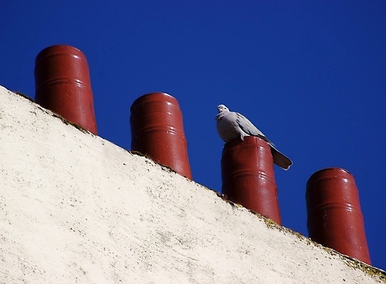 포토 JPG 해외이미지 건축양식 자연 조류 하늘 사람없음 화창 해외포토 동물 건축 날씨 생태계 파일형식 이미지허브