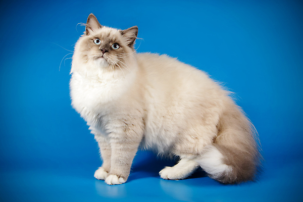 포토 JPG 해외이미지 한마리 사람없음 파란색 반려동물 고양이 네바마스커레이드 해외포토 동물 1 컬러 포유류 파일형식 이미지허브