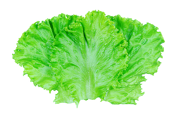 포토 JPG 해외이미지 식물 라이프스타일 잡화 음식 백그라운드 잎 농업 다이어트 채소 재료 자연 건강 사람없음 초록색 머리 정원 식사 활발 샐러드 젖음 흰색 신선 정상 상추 먹기 오브젝트 싱글 유기농 날것 빙산 내추럴 고립 채식주의자 로메인상추 해외포토 웰빙 산업 컬러 컨셉 모션 생활 신체부위 생태계 채식 파일형식 이미지허브