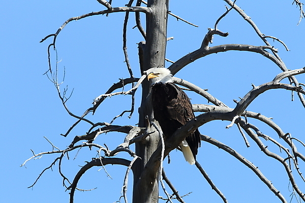 포토 JPG 해외이미지 주간 나무 야생동물 사람없음 야외 독수리 흰머리독수리 해외포토 자연요소 식물 동물 조류 파일형식 이미지허브