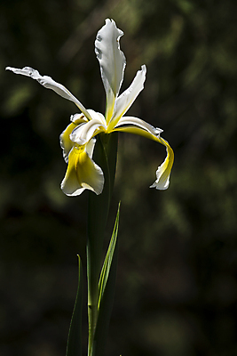 포토 JPG 해외이미지 식물 1 꽃잎 꽃 줄기 백그라운드 꽃무늬 자연 수염 사람없음 초록색 파란색 노란색 보라색 봄 벚꽃 흰색 깃발 제비꽃 묘사 싱글 붓꽃 고립 해외포토 계절 컬러 무늬 생태계 파일형식 이미지허브